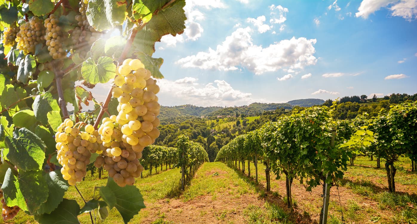 Which countries produce and consume wine?