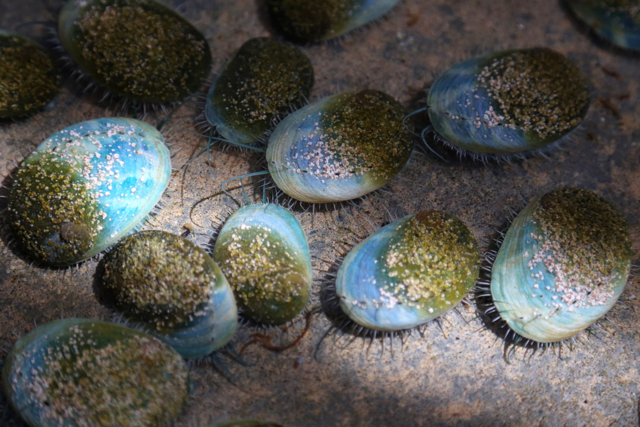 Estimating the age of abalone at a seafood farm