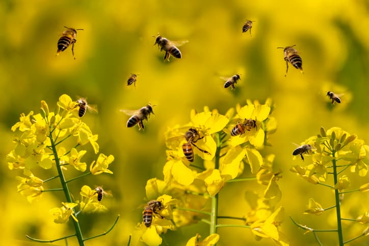 Which plants are better for bees?